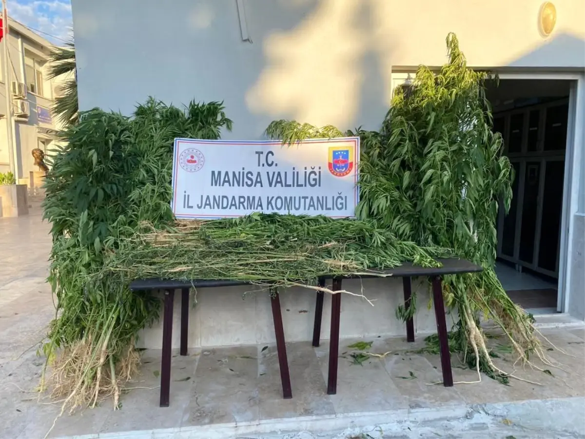 Manisa haber: Manisa'da 365 kök Hint keneviri ele geçirildi
