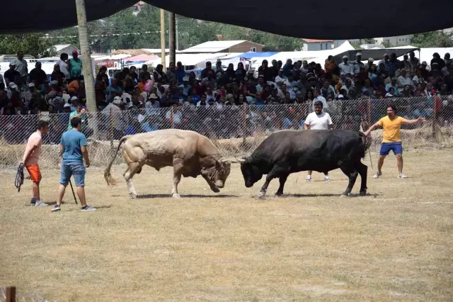 Antalya'da güreş alanı dışında çıkan boğalar seyircilerin arasına daldı