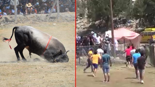 Antalya'da güreş alanı dışında çıkan boğalar seyircilerin arasına daldı