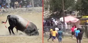 Güreş alanı dışına çıkan boğalar seyircilerin arasına daldı