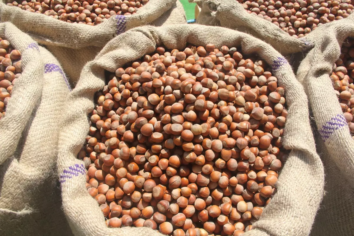 Samsun gündem haberleri... Samsun'da TMO fındık alımlarına başladı