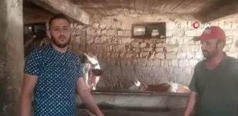Yaptığı hareketle insanlık ölmemiş dedirtti... Kaybolan danayı bularak sahibine teslim etti