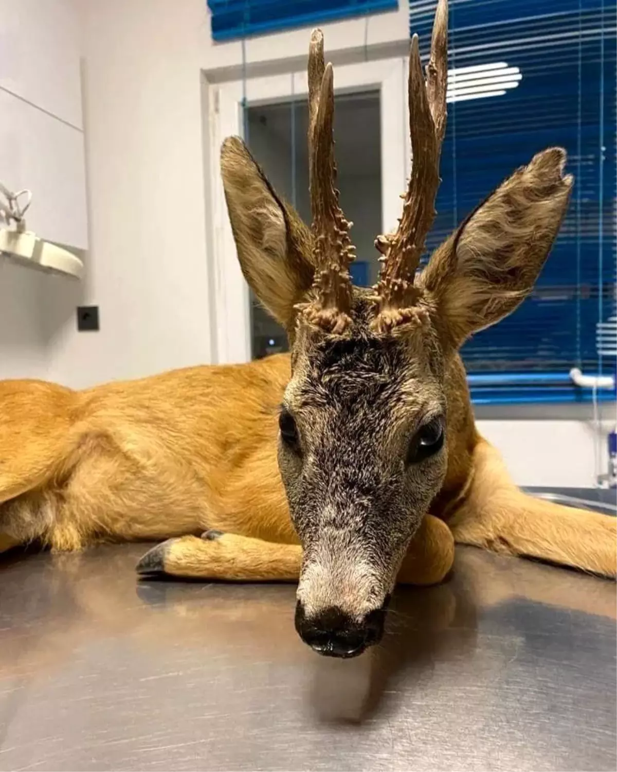 Son Dakika | Yaralı halde bulunan karaca tedavi altına alındı