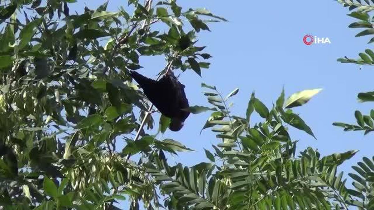 Ağaçta mahsur kalan karga kurtarıldı