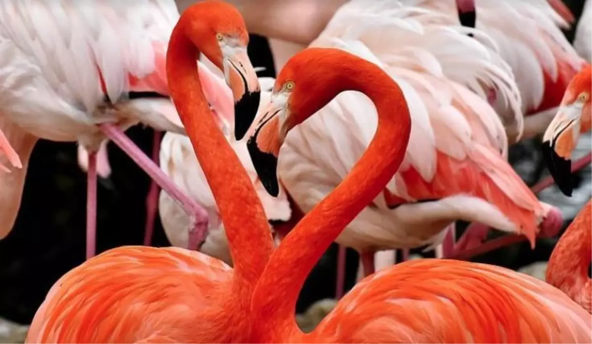 Flamingo testi nedir? Flamingo testi nasıl yapılır?