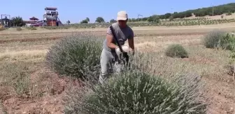 Isparta haber | Isparta ve Burdur'un mor bahçelerinde hasat telaşı (1)