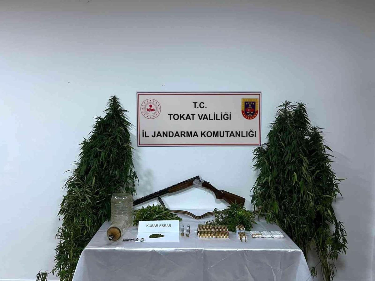 Son dakika haberi | Tokat'ta kenevir operasyonu