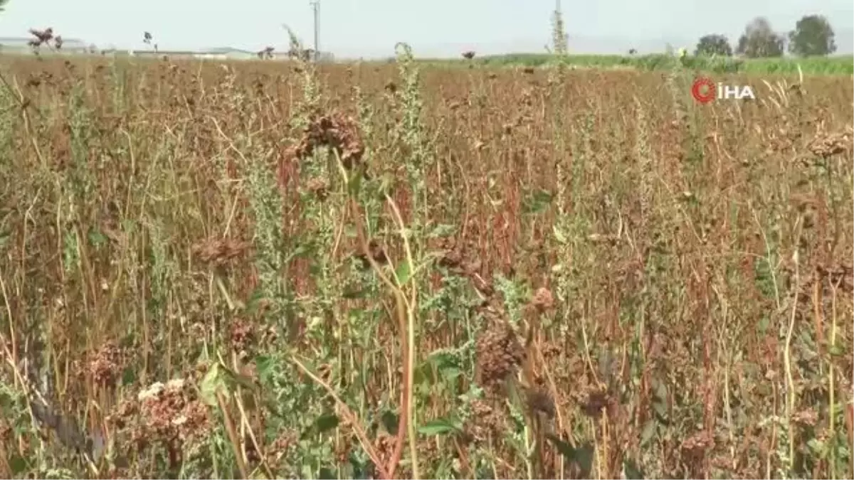 Vali Memiş'ten 'karabuğday ekin' tavsiyesi