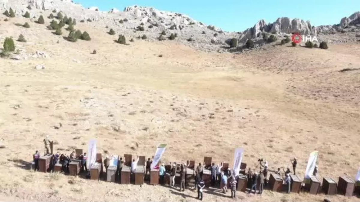 Yaban koyunları doğaya salındı