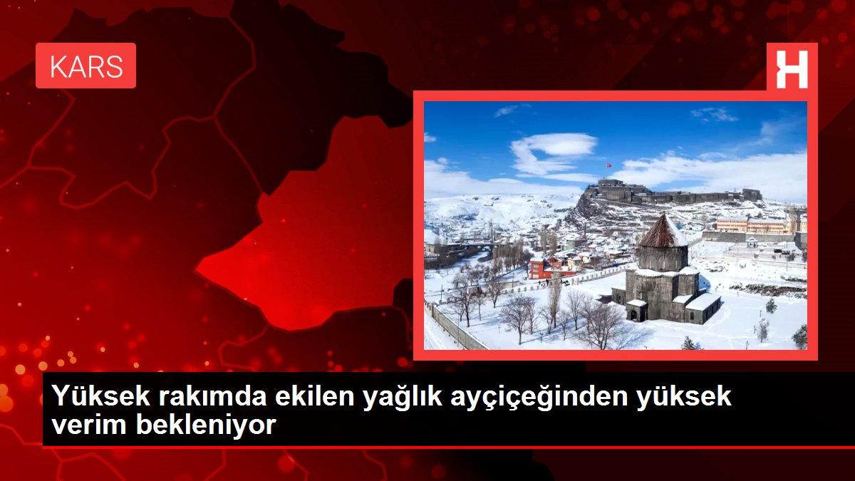 Yüksek rakımda ekilen yağlık ayçiçeğinden yüksek verim bekleniyor