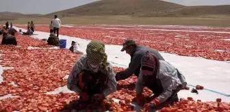 Mevsimlik işçi öğrencilerin büyük başarısı... Biri hukuk fakültesini kazandı biri Türkiye ikincisi oldu