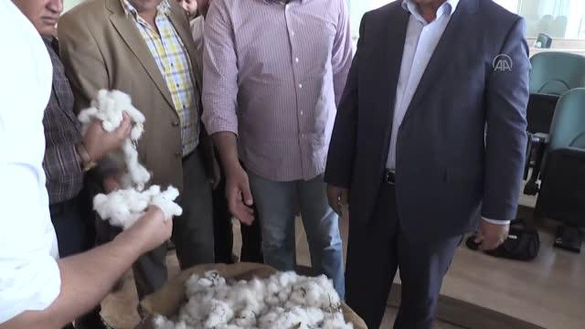 Şanlıurfa gündem: ŞANLIURFA - Sezonun ilk pamuk hasadı yapıldı