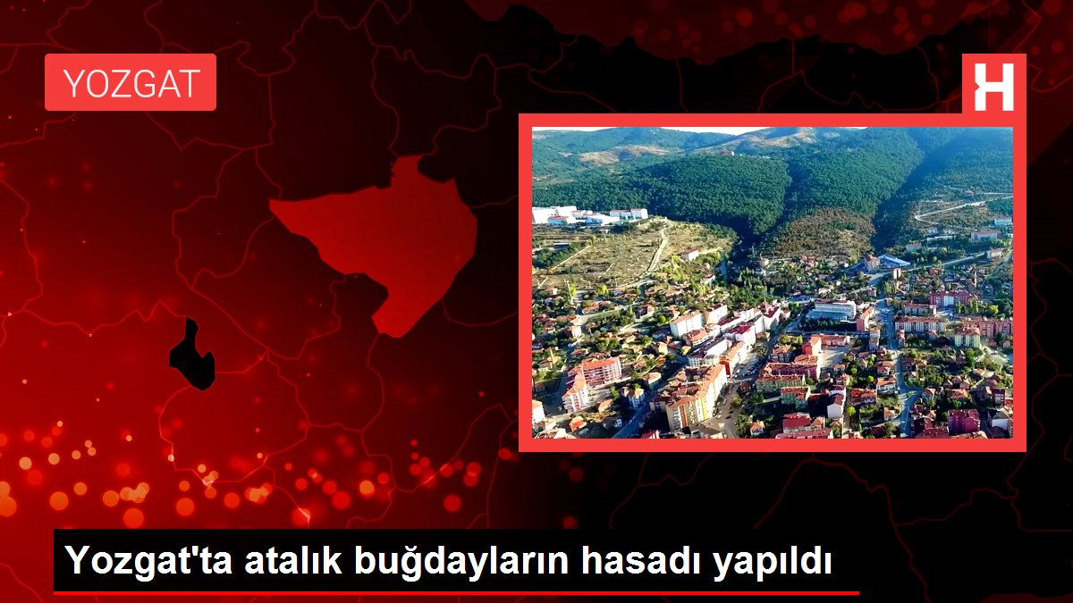Yozgat gündem: Yozgat'ta atalık buğdayların hasadı yapıldı