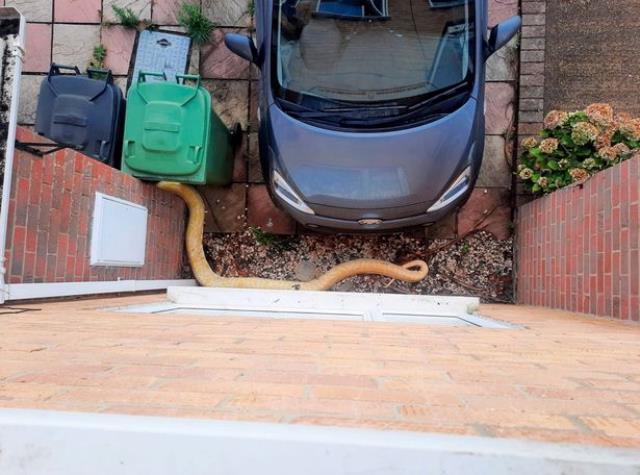 Evdeki ihbara giden yılan uzmanı, gördüğü yılan karşısında resmen dehşete kapıldı