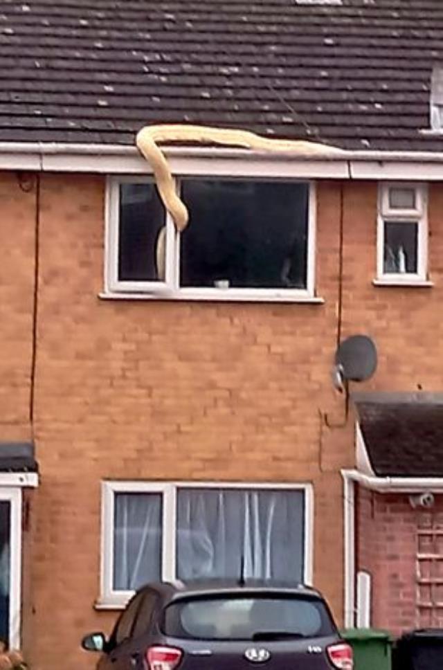 Evdeki ihbara giden yılan uzmanı, gördüğü yılan karşısında resmen dehşete kapıldı