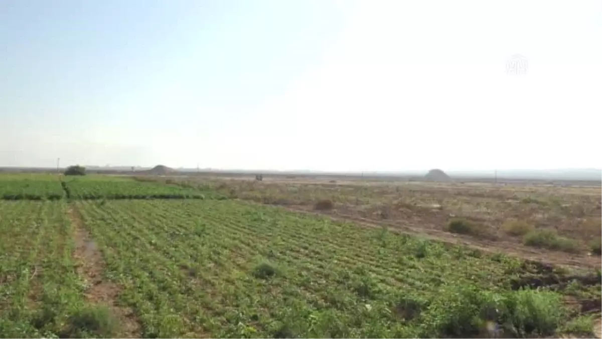 Bingöl gündem: Filistinli genç Gazze'de avladığı yeşil papağanları evcilleştirip satarak ailesini geçindiriyor