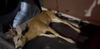 Bulunan yaralı geyik tedaviye alındı