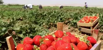 Elazığ haber: Elazığ'da çilek hasadı sürüyor