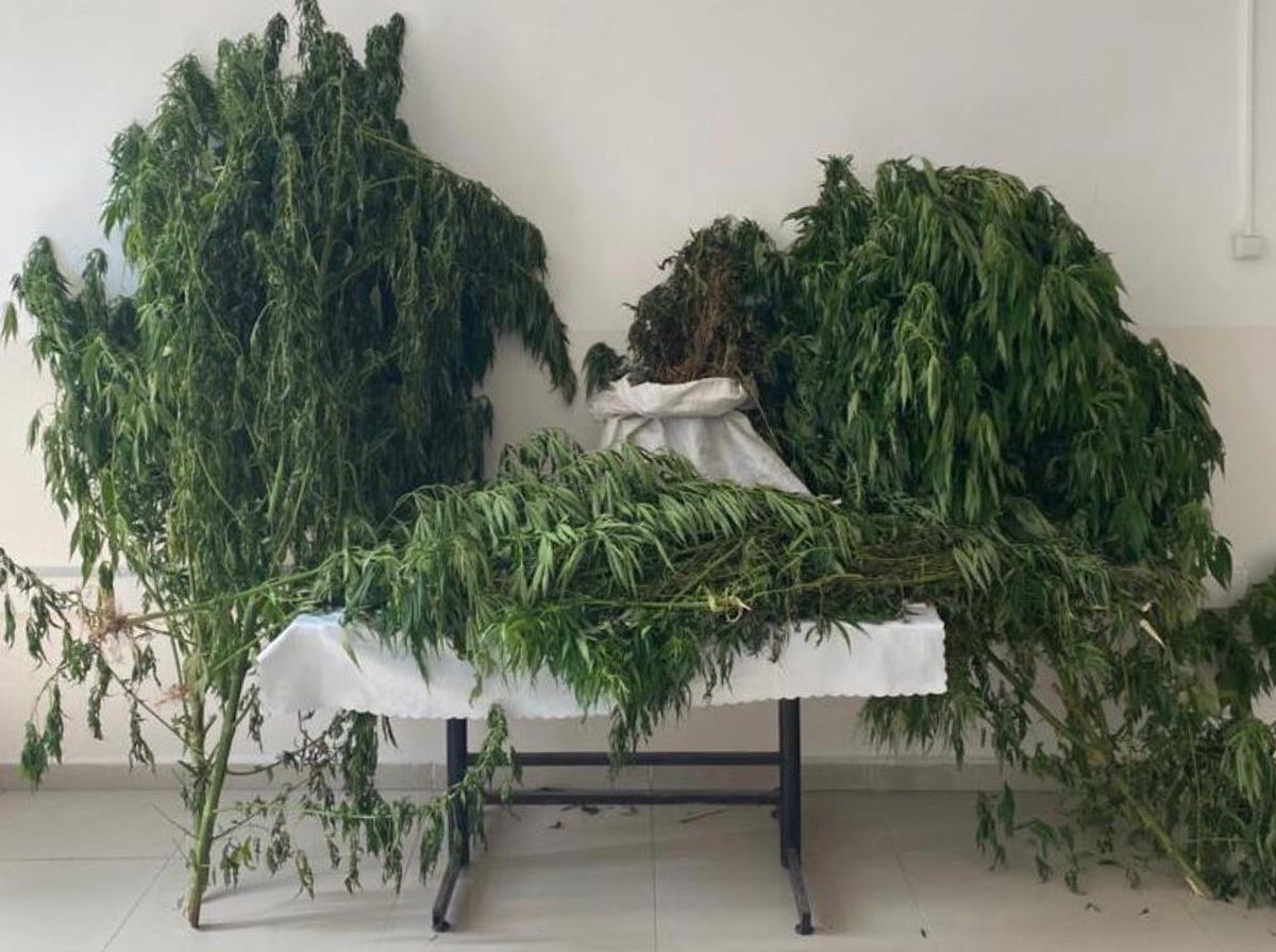Kocaeli haberleri... Kocaeli'de 30 kilo 805 gram kubar esrar ele geçirildi