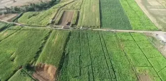 Bingöl gündem haberi | Bingöl Ovası'nda atıl araziler silajlık mısır üretimiyle canlandı