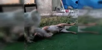 Elazığ haber: Elazığ'da vahşet... Köpeği 7 yerinden bıçaklayarak öldürdüler