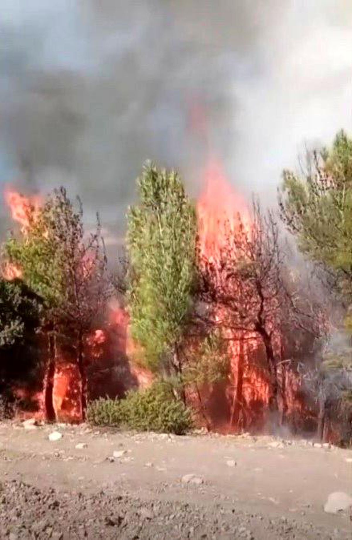 Son Dakika | Kahramanmaraş'ta ikinci orman yangını