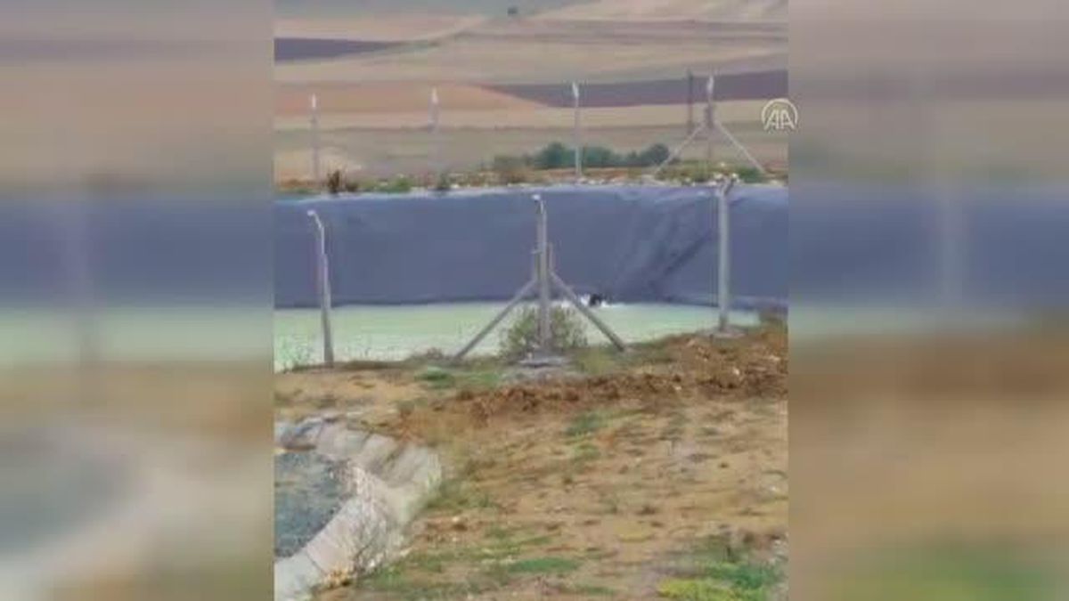 Kastamonu gündem: KASTAMONU - Yangın söndürme havuzuna düşen ayının kurtulma çabası görüntülendi
