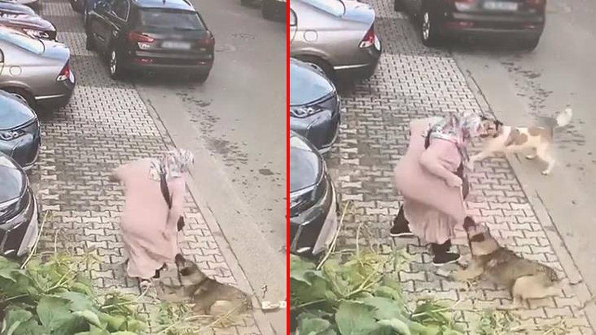Yer: İstanbul! Siteyi basan sokak köpekleri yaşlı kadına böyle saldırdı