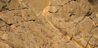 Koruma altındaki yaban keçileri Yazılı Kanyon'da görüntülendi