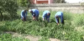 Öğretmen ve öğrenciler yetiştirdikleri ürünleri ihtiyaç sahiplerine dağıtıyor