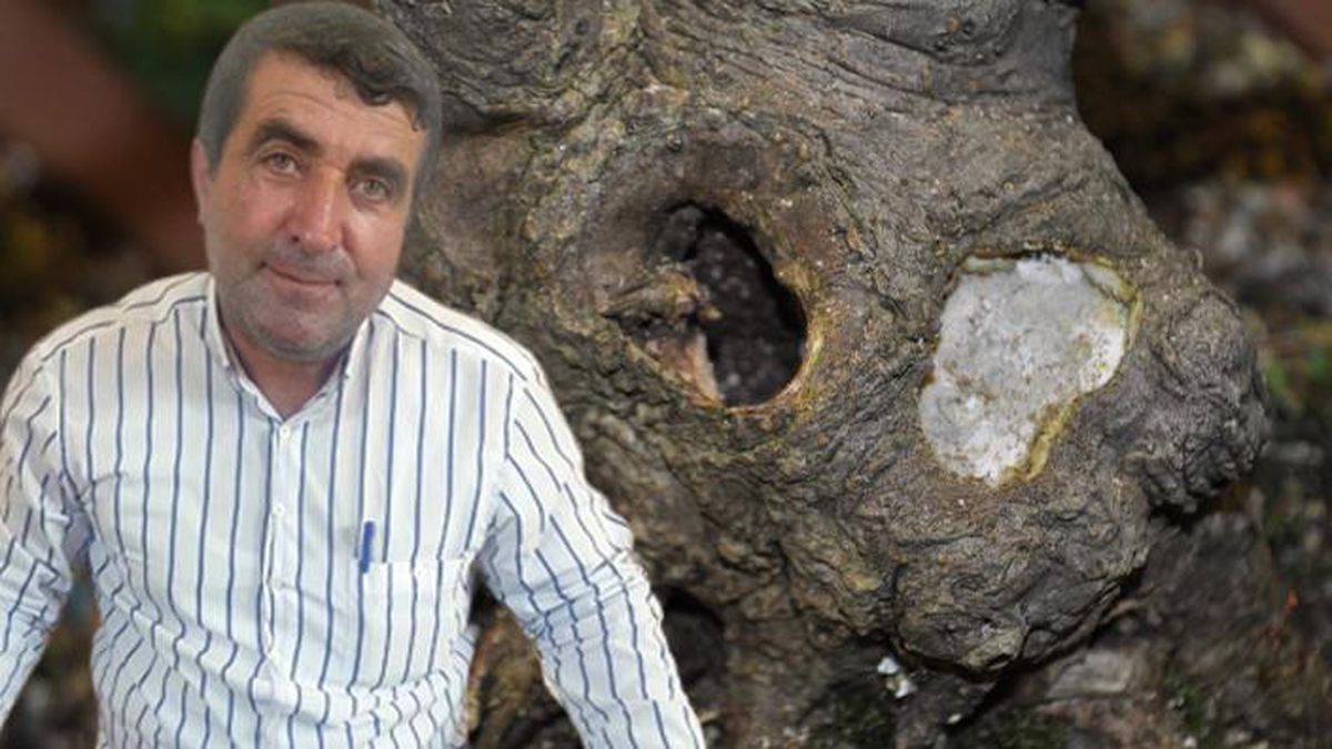 Paraya para demiyor! Ağaç kovuğundan çıkardığı balın kilosunu bin 500 liradan satıyor
