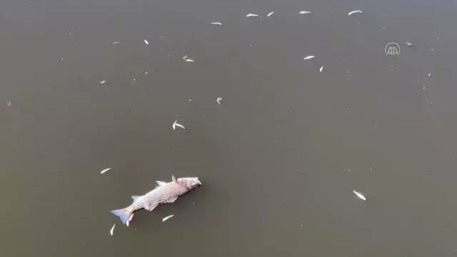 California sahilleri kıyıya vuran ölü balıklarla doldu: Zararlı bir tür California sahilleri kıyıya vuran ölü balıklarla doldu: Zararlı bir tür