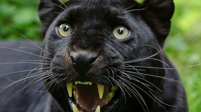 Köydeki herkesin dikkatli olması istendi! Sıcaklar yüzünden ortaya çıkan hayvan ürkütüyor