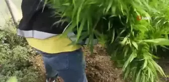 Kurduğu serada sebze yerine Hint keneviri yetiştirmiş