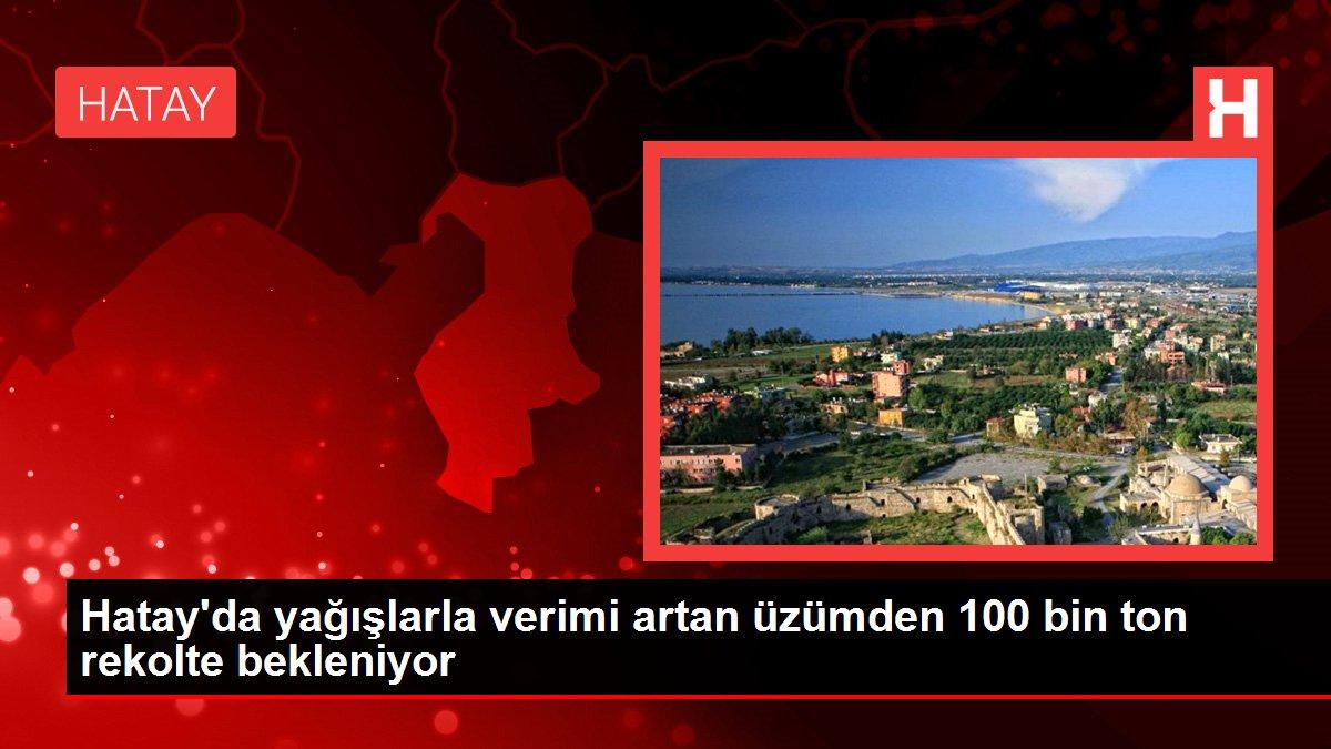 Hatay haberleri: Hatay'da yağışlarla verimi artan üzümden 100 bin ton rekolte bekleniyor