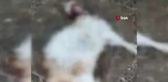 Sokak köpekleri güpegündüz 3 keçiyi telef etti