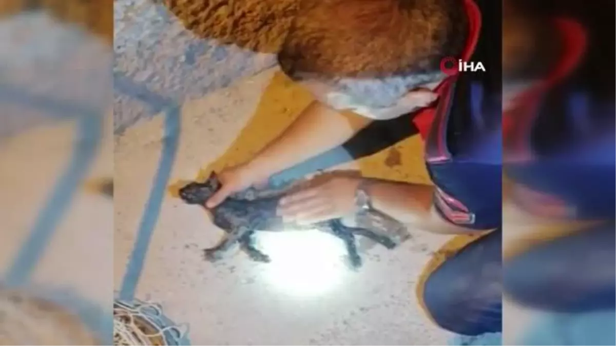 Su kuyusuna düşen kedi kalp masajıyla hayata tutundu