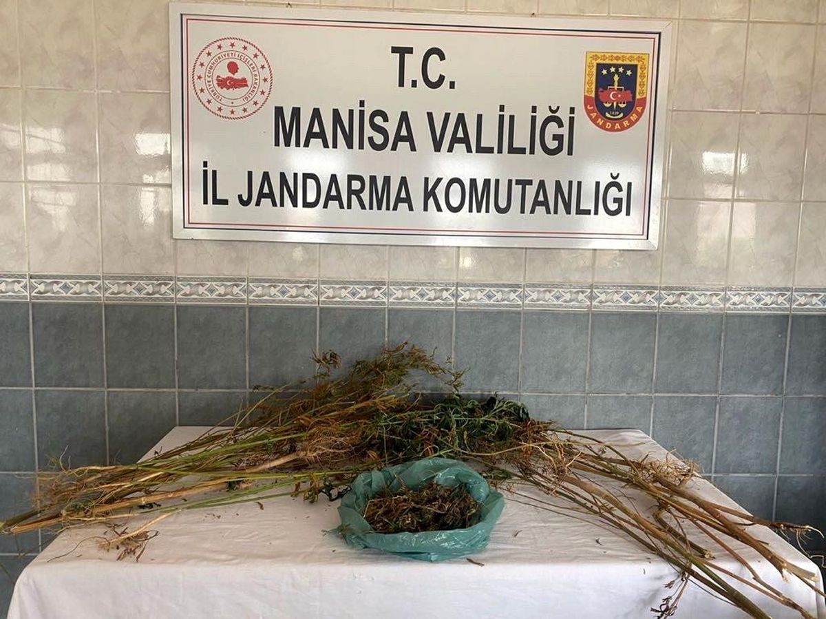 Manisa 3. sayfa haberleri... Turgutlu'da ormanlık alanda kenevir bitkisi ele geçirildi