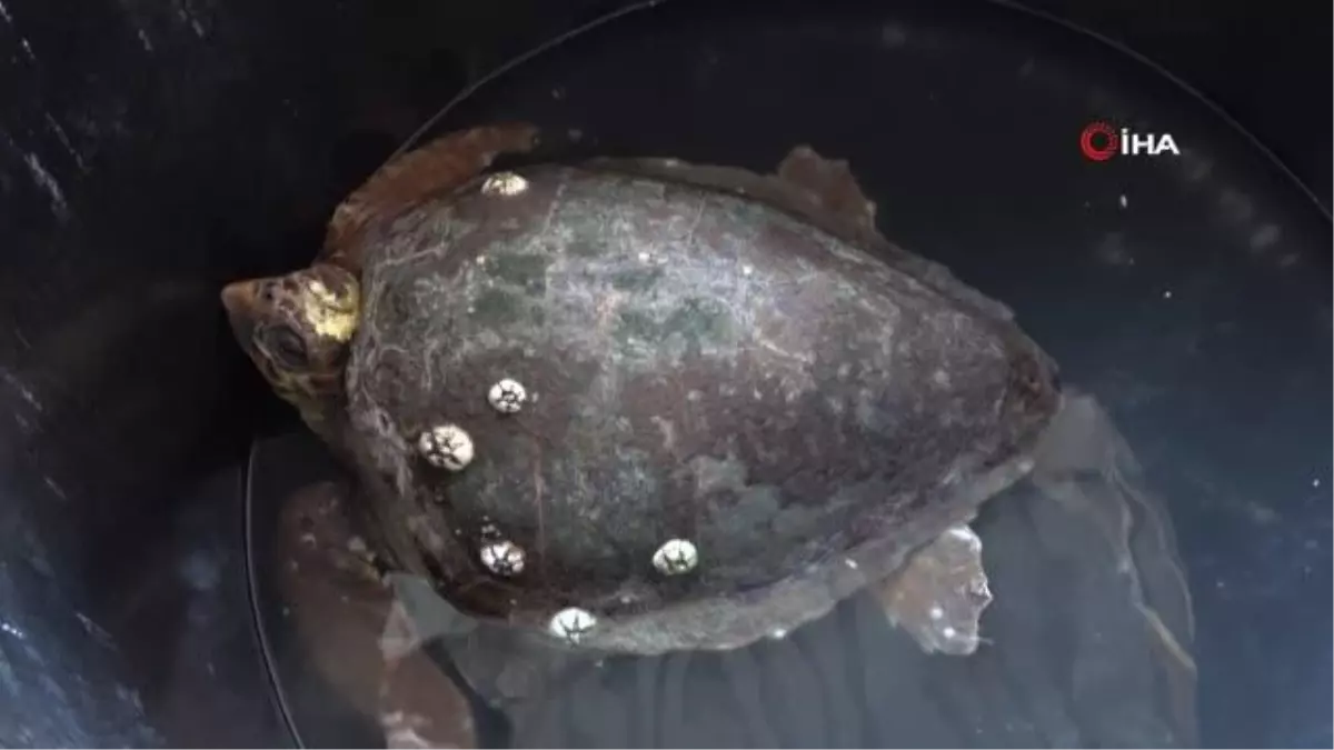 Başından yaralanan caretta caretta tedavi altına alındı