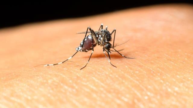 Büyük İskender'i öldüren virüs olarak biliniyor! 'Türkiye'de de her an görülebilir' uyarısı geldi Büyük İskender'i öldüren virüs olarak biliniyor! 'Türkiye'de de her an görülebilir' uyarısı geldi