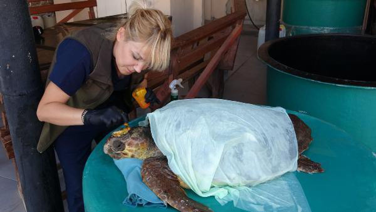 Çanakkale haber | ÇANAKKALE - Gökçeada'da yaralı bulunan caretta caretta tedaviye alındı