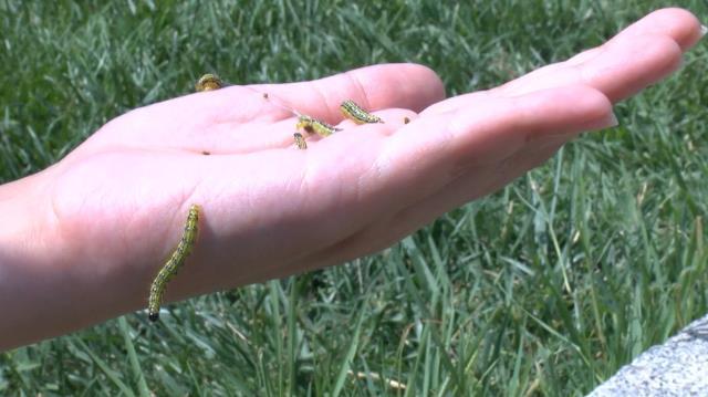 İstanbul'da çayır tırtılı alarmı! Parklara indiler, yeşil ne varsa yok ediyorlar
