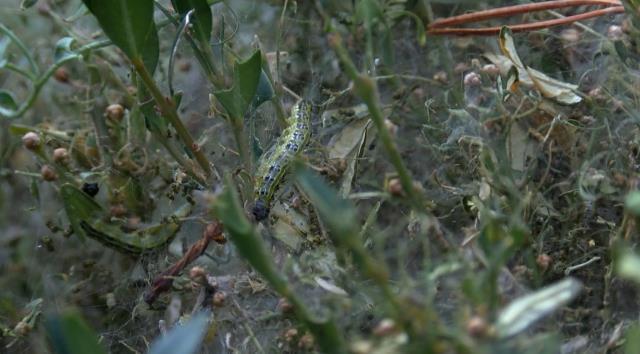 İstanbul'da çayır tırtılı alarmı! Parklara indiler, yeşil ne varsa yok ediyorlar