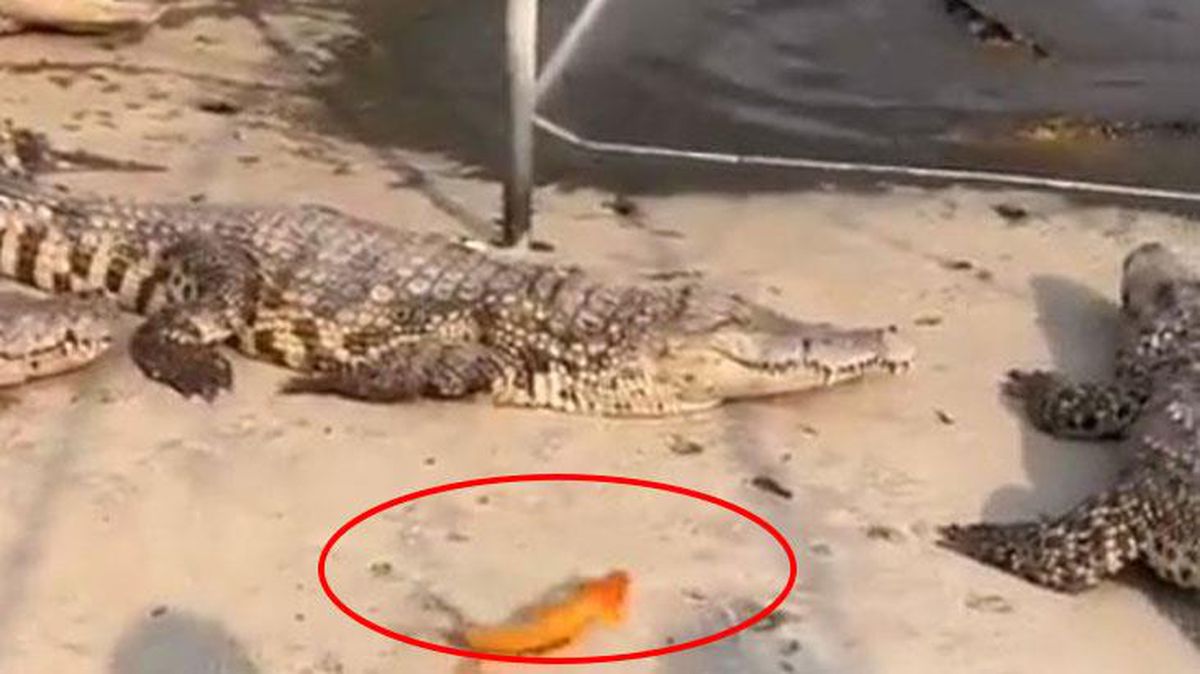 Japon balığını azgın timsahların arasına attılar! Sonrasında olanlar inanılmaz
