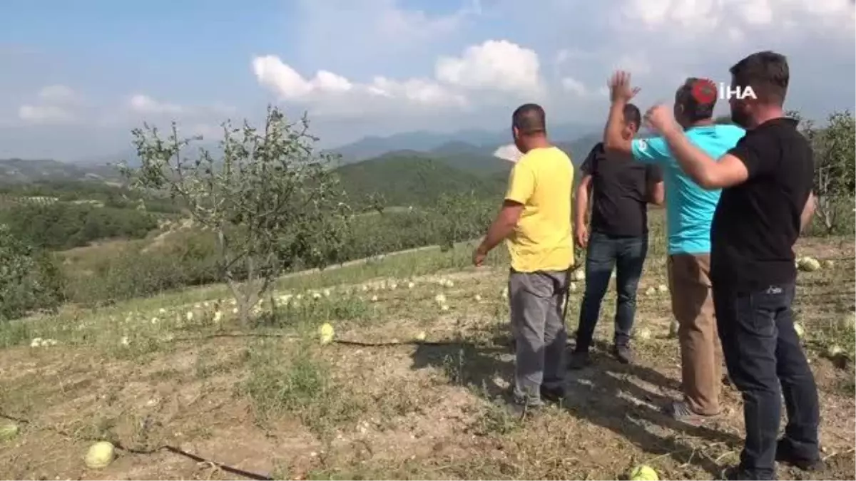 Sağanak yağışla birlikte gelen dolu, çiftçinin mahsulünü vurdu
