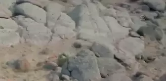 Yaban keçileri görüntülendi