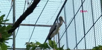 10 yıl sonra 'sarı gagalı leylek' sevinci