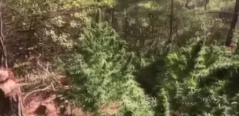 105 bin kök skunk ve 25 kilo 500 gram esrar ele geçirildi
