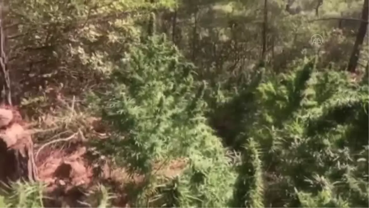 105 bin kök skunk ve 25 kilo 500 gram esrar ele geçirildi