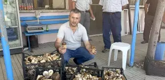 Ayı mantarı köylünün gelir kapısı oldu! Günlük 600 lira kazanıyorlar